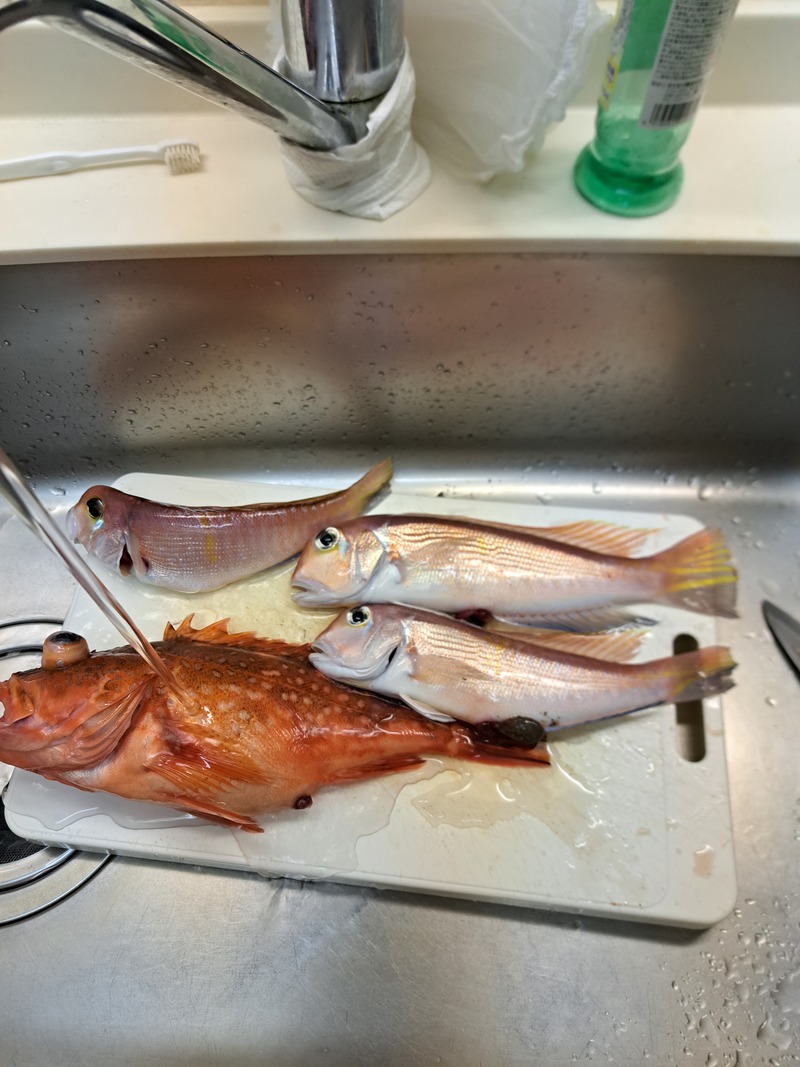 お魚釣れました