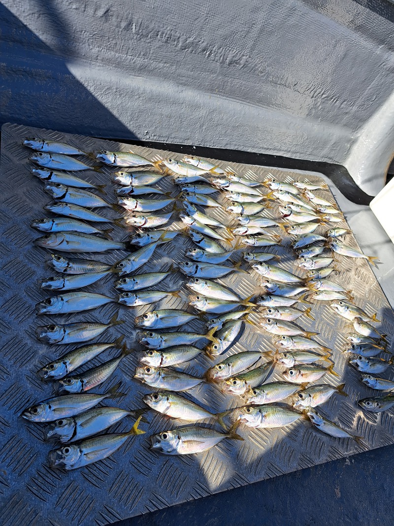 浜名湖ショート便
