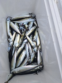 浜名湖内サビキ釣り