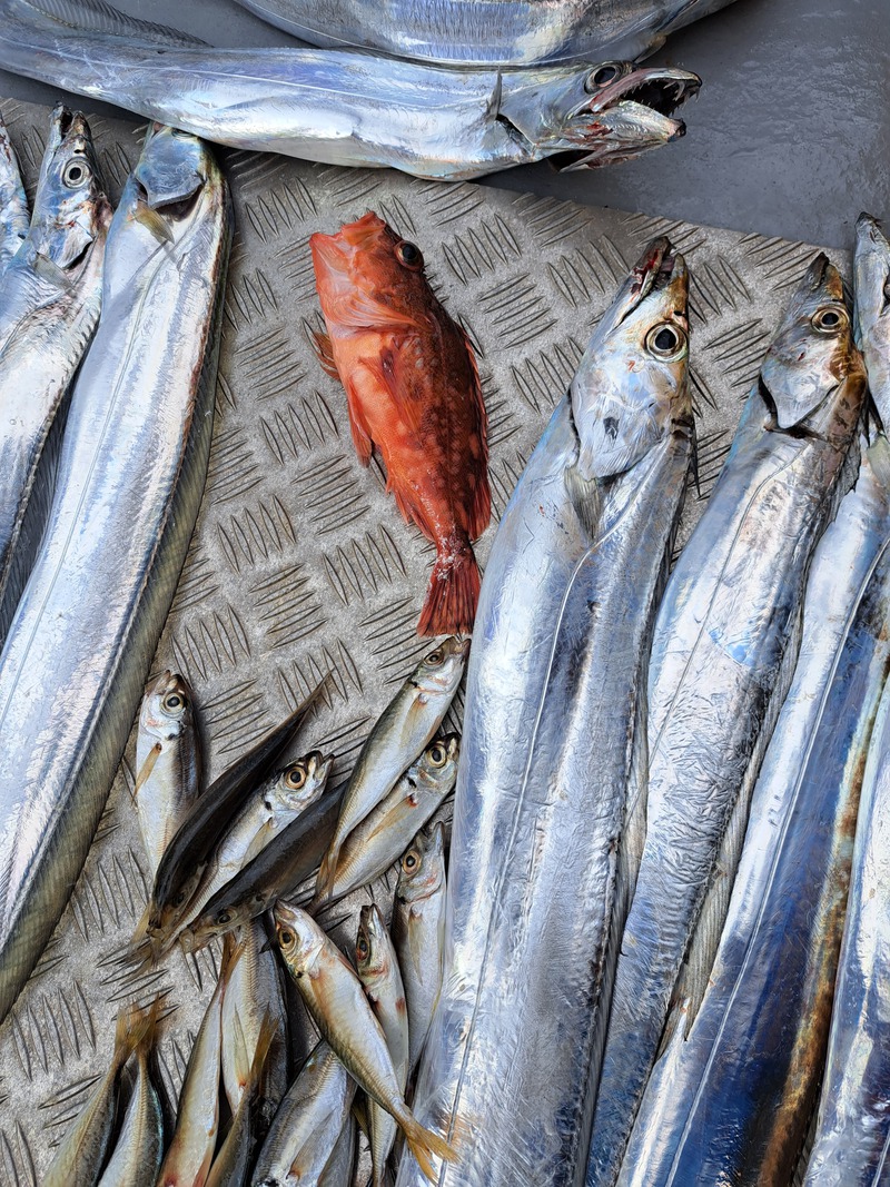 久しぶり沖釣り
