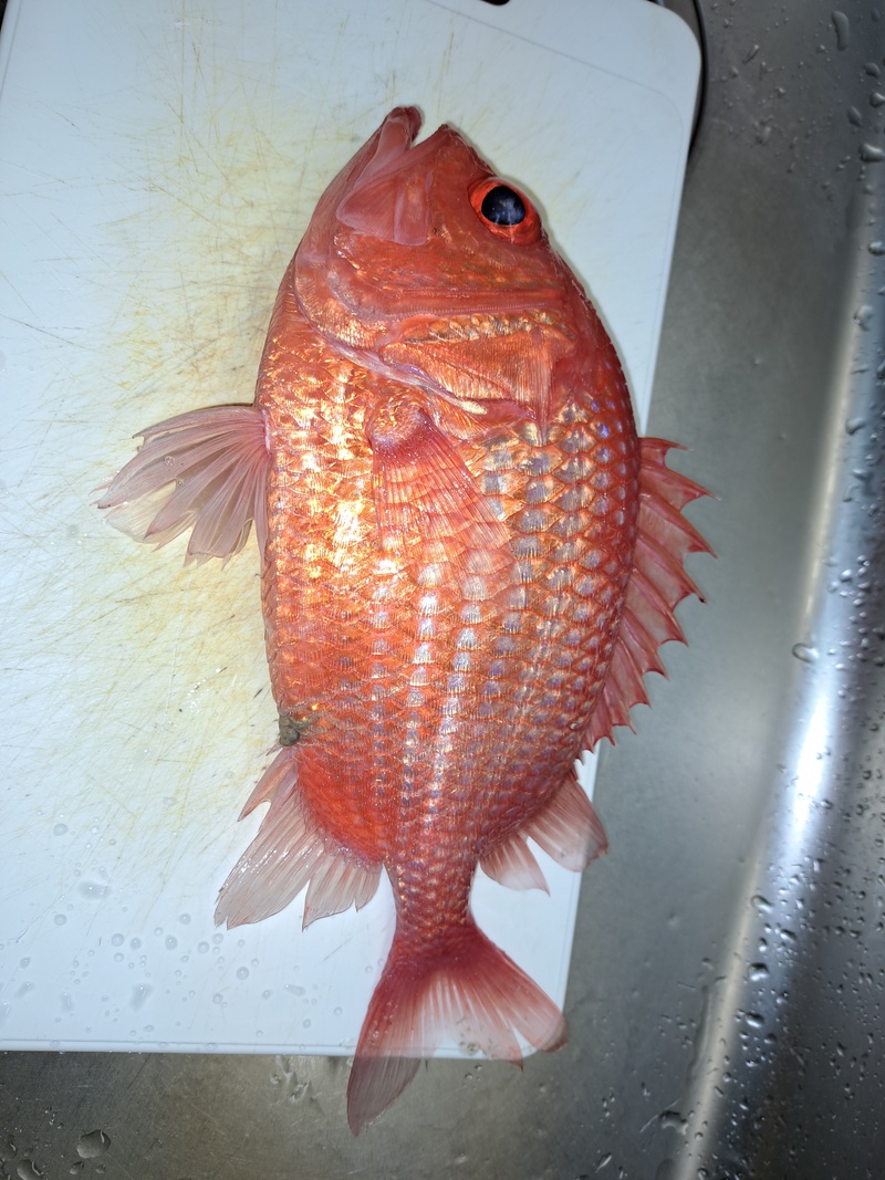 レア魚エビスダイ