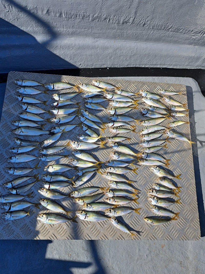 浜名湖ショート便