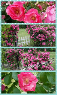 薔薇の季節
