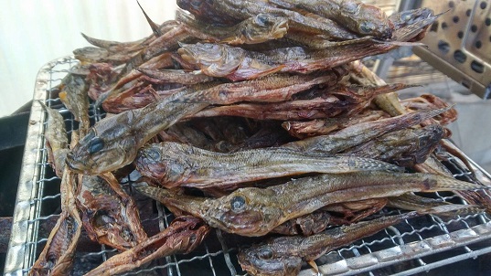 浜名湖でのバーチャルハゼ釣り ハゼの焼き干しテイスティング はじめましてシンジョです