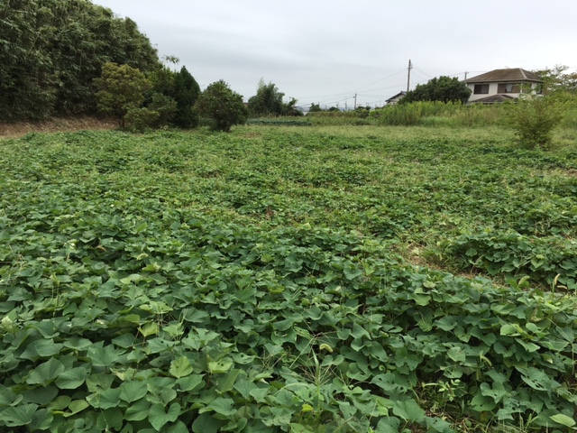 さつまいも生育状況