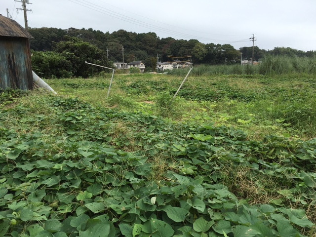 さつまいも生育状況