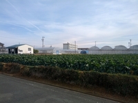 ウォーキング日記　２５．１．５ 2013/01/05 15:03:37