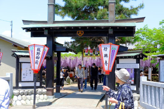熊野の長藤