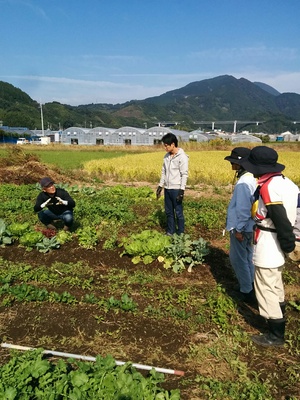 秋野菜講習会 第4回 キャベツ ダイコン ブロッコリーなどの収穫方法と手入れ 除草 追肥 11 2開催 L しあわせ野菜畑