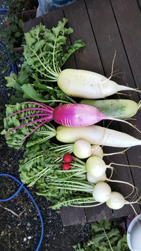 色とりどりの野菜❗️