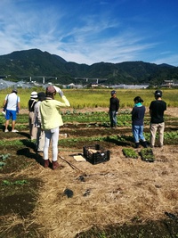秋野菜講習会（第3回）「ラディッシュ・カブ・葉物野菜の種まき、ダイコンなどの栽培管理」【10/5開催】