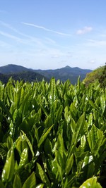 田舎暮らしで飲む、打･･･