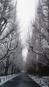 雪よ！ 2014/02/14 22:36:02