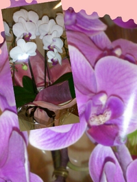 母の日のお花 2014/05/11 12:06:56