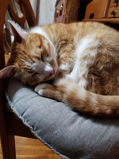 寝る猫　そら