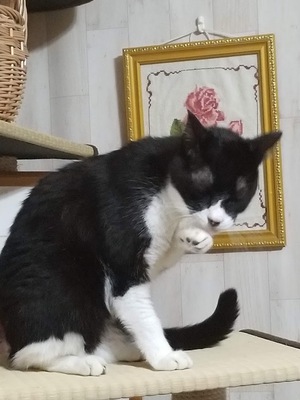 笑うねこ　さんた