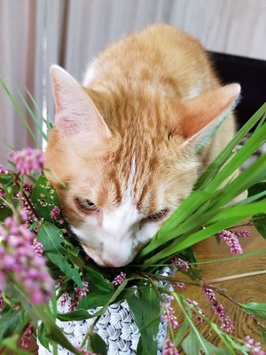 お花が　　　そら