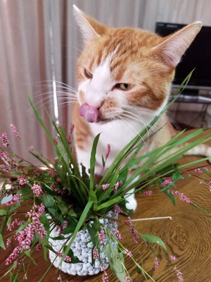 変顔　そら