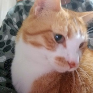 これでメロメロ　そら編