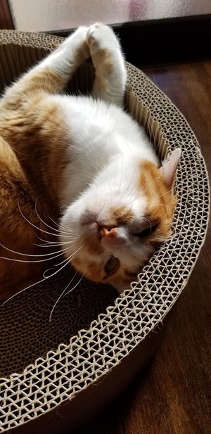 陽だまりの猫
