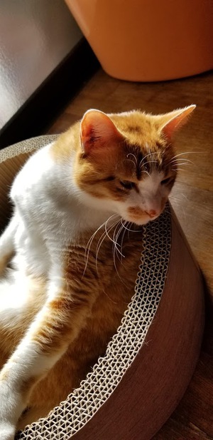 陽だまりの猫