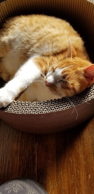 陽だまりの猫