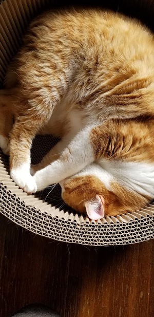 陽だまりの猫