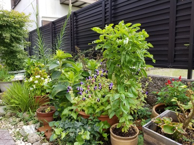 庭の虫たち