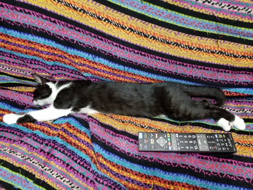 ながーーーい猫