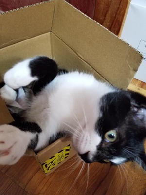 はこねこ