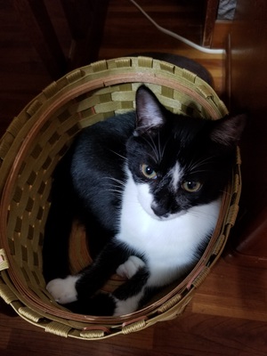 はこねこ