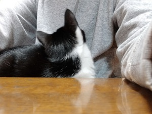 冬のお約束