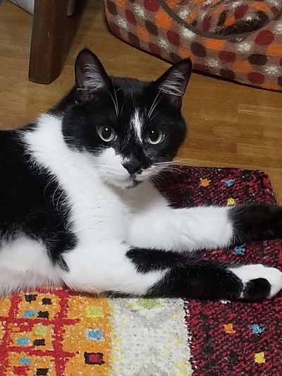 目覚ましねこ