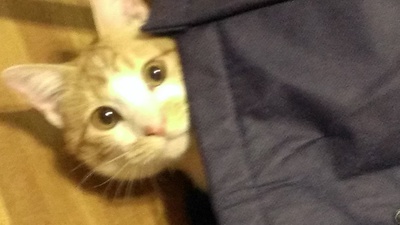 寝る猫　そら