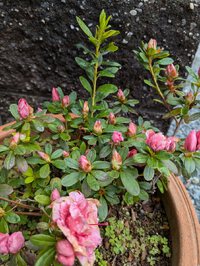 春の芽生え