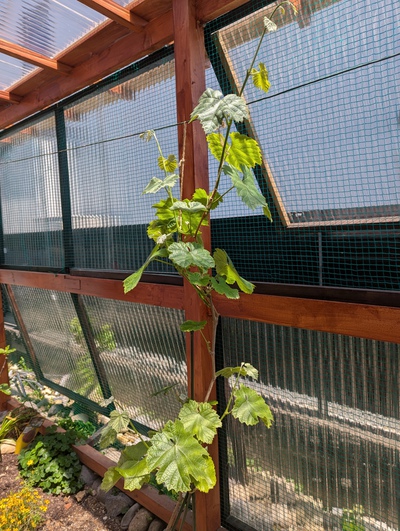 庭の植物