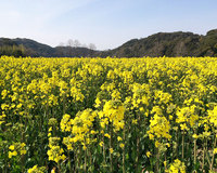 3.22　向笠・桶ケ谷　菜の花環境まつり（磐田） 2014/03/19 17:22:49