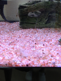 ザリガニ？ 2013/06/03 21:29:19