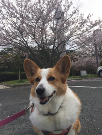 花散らし