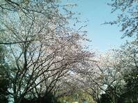 桜 2013/03/31 17:44:09