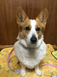 昨日は 2015/04/07 20:29:50