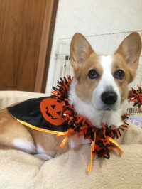 ハロウィン