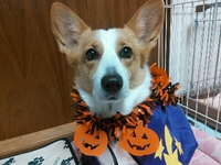 ハロウィン♪ 2013/10/31 19:19:44