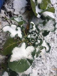 雪