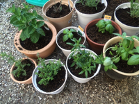 ハーブを植えました 2016/05/15 17:49:40