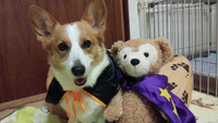 ハロウィン 2014/10/31 19:01:08