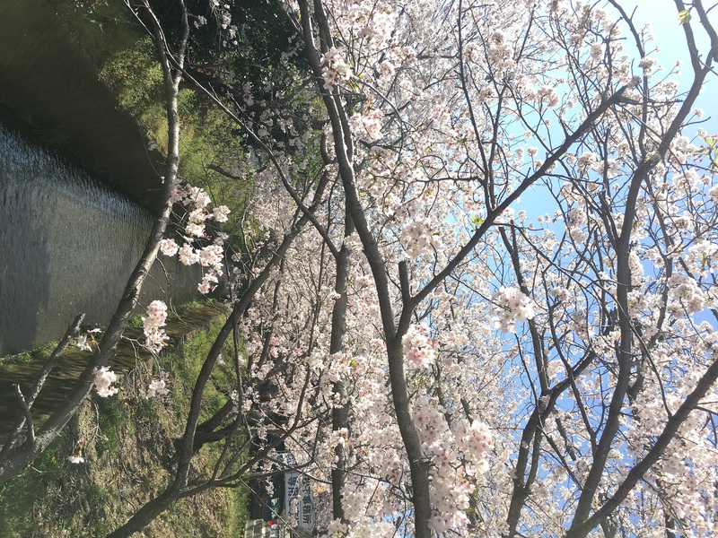 静岡店のつぶやき22　～桜スポット～
