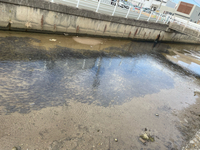 大量の魚 2023/02/23 17:30:37