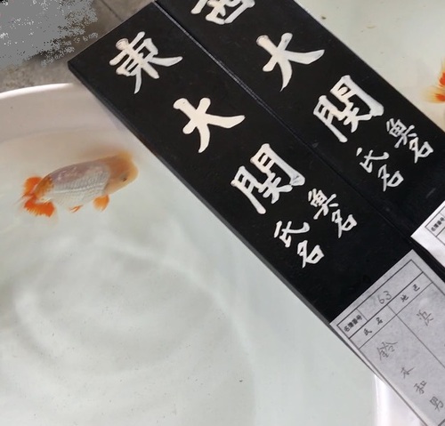 浜松愛魚会
