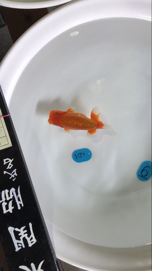 錦友会・出陳魚
